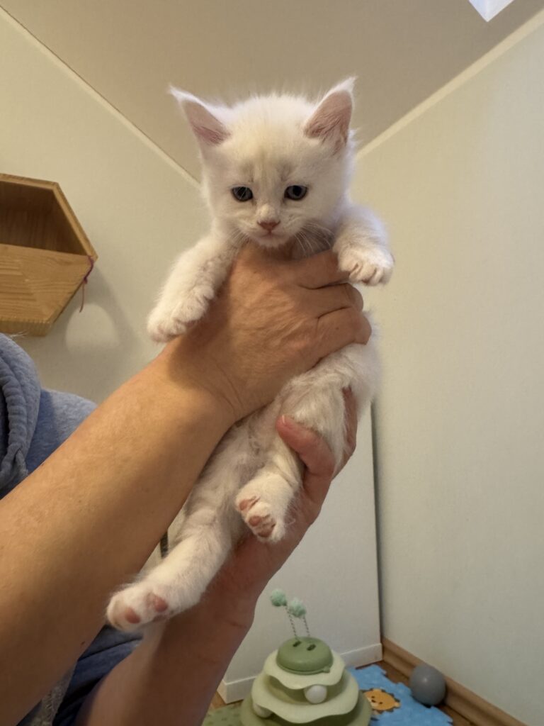 Maine Coon kassipoeg Uku - Maine Coon kasvataja Eestis