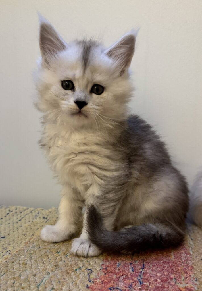 Maine Coon kassipoeg Uma - Maine Coon kasvataja Eestis