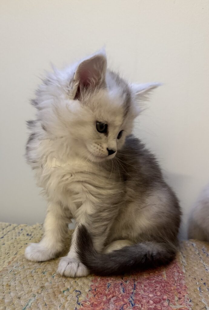 Maine Coon kassipoeg Uma - Maine Coon kasvataja Eestis