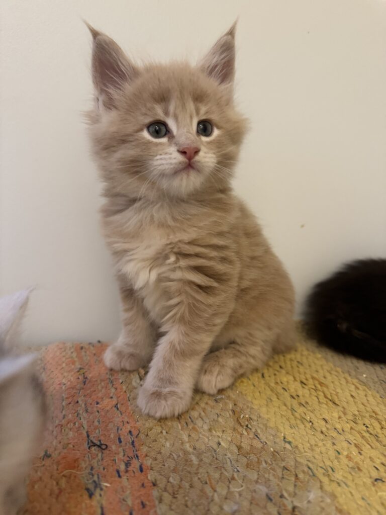 Maine Coon kassipoeg Ubbe - Maine Coon kasvataja Eestis