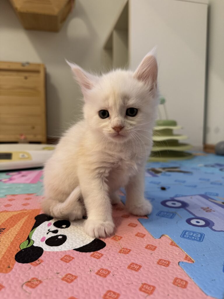 Maine Coon kassipoeg Uku - Maine Coon kasvataja Eestis