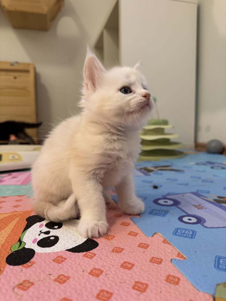 Maine Coon kassipoeg Uku - Maine Coon kasvataja Eestis