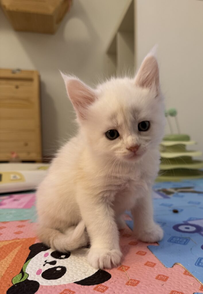 Maine Coon kassipoeg Uku - Maine Coon kasvataja Eestis
