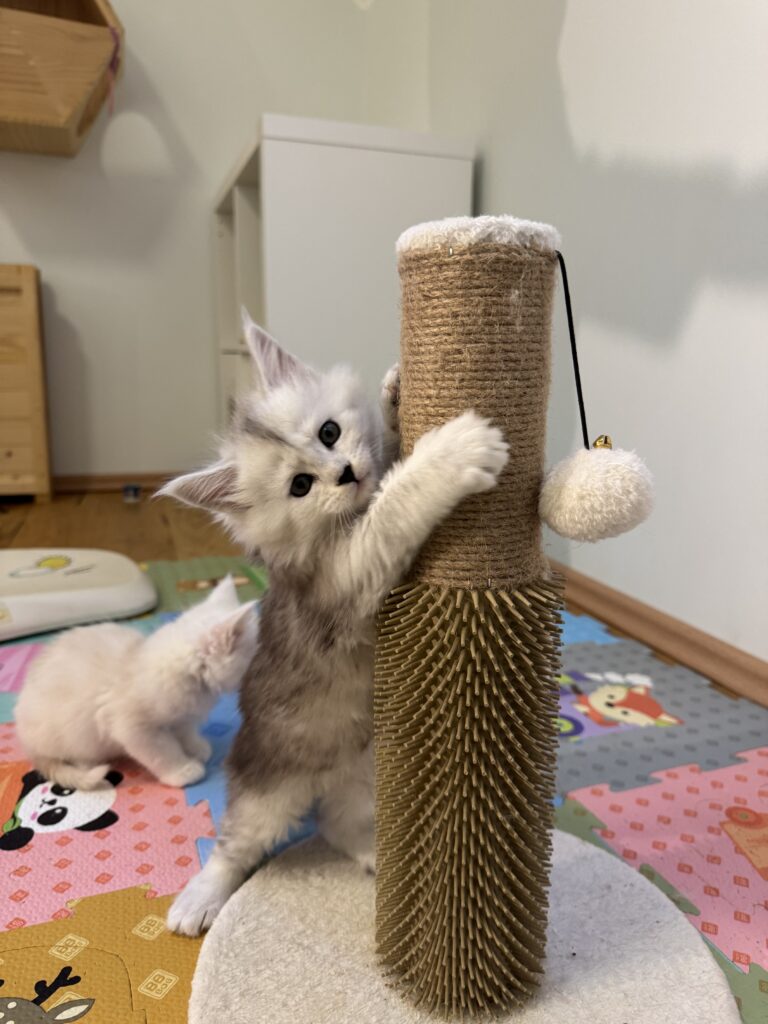 Maine Coon kassipoeg Uma - Maine Coon kasvataja Eestis