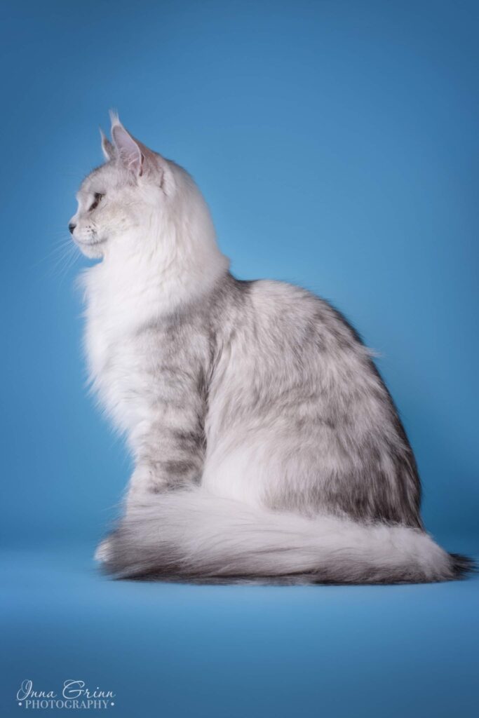 Maine Coon emane kass Calista - Maine Coon kasvataja Eestis