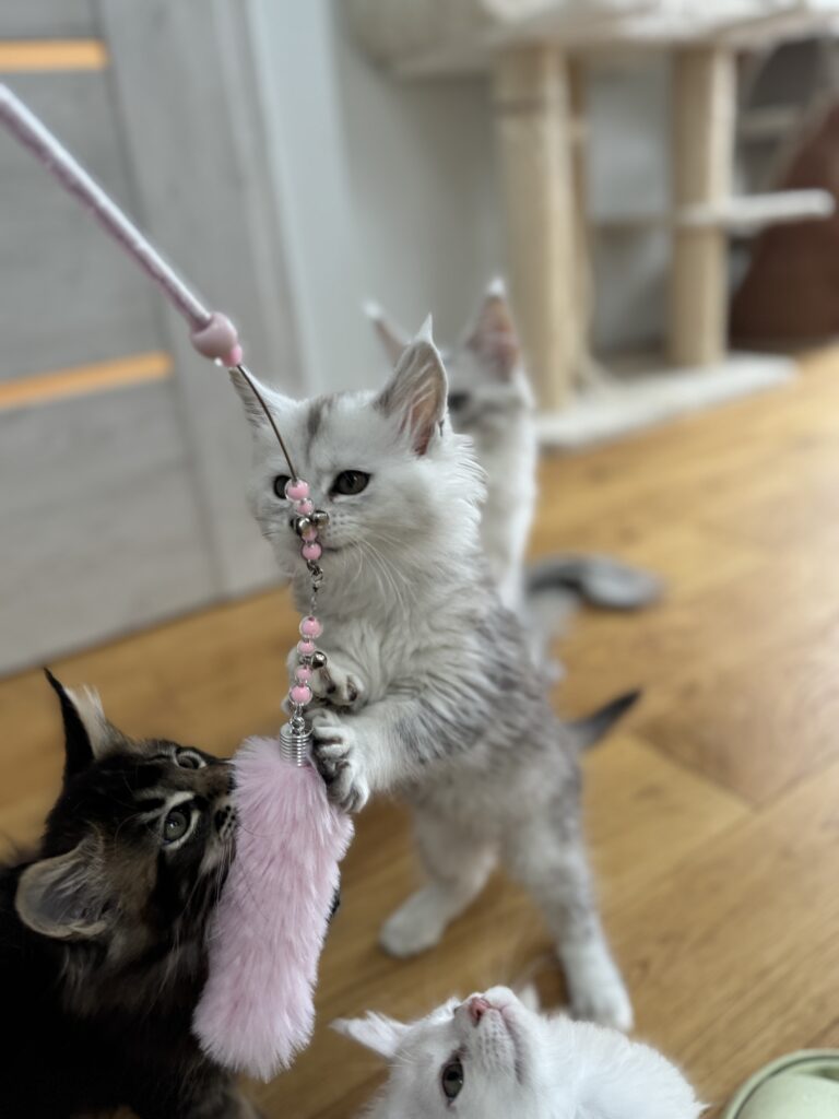 Maine Coon kassipoeg Uma - Maine Coon kasvataja Eestis