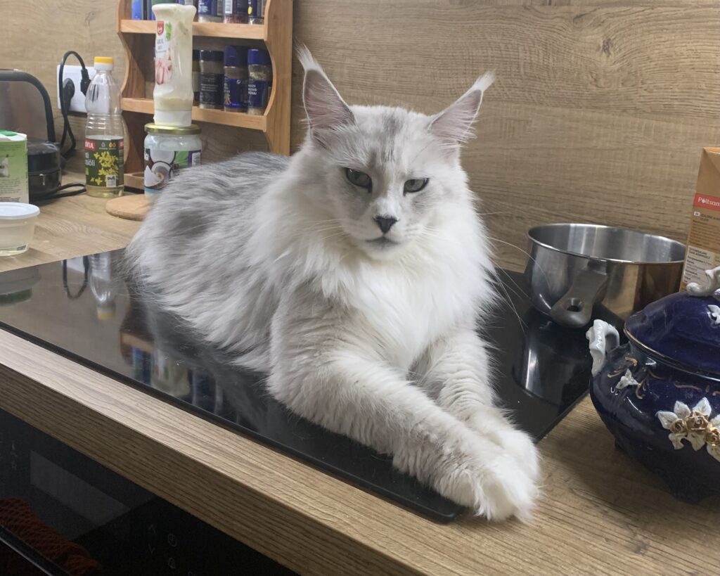 Maine Coon emane kass Calista - Maine Coon kasvataja Eestis