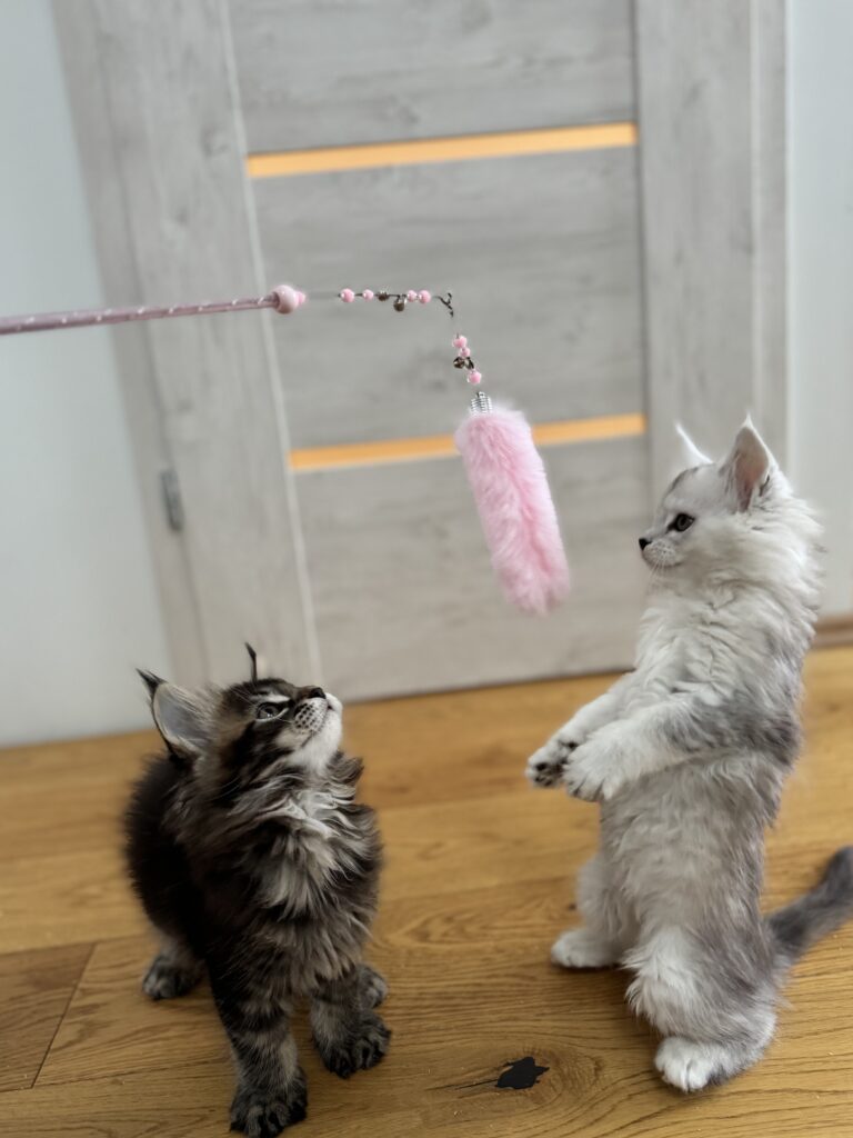 Maine Coon kassipoeg Uma - Maine Coon kasvataja Eestis