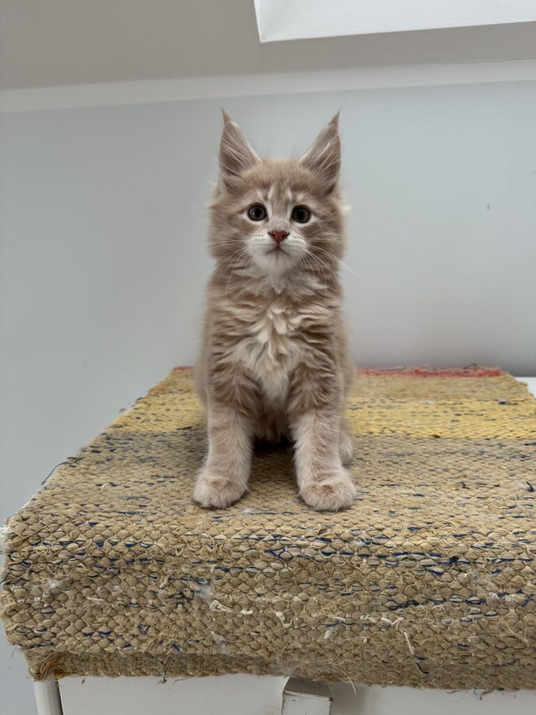 Maine Coon kassipoeg Ubbe - Maine Coon kasvataja Eestis