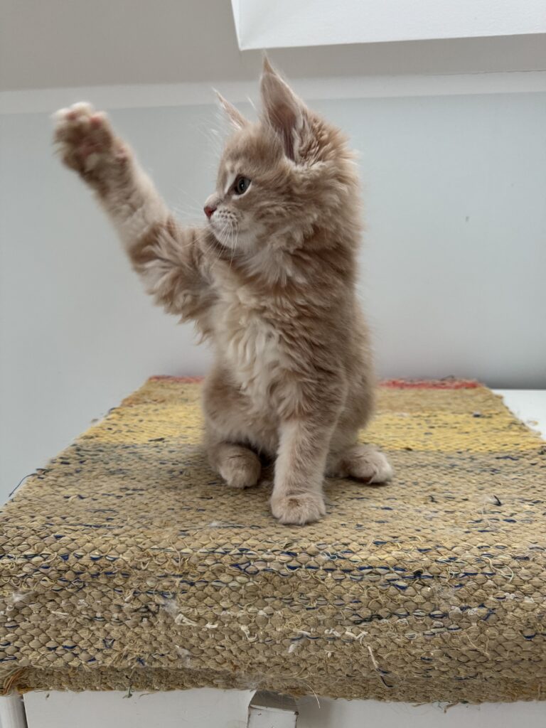 Maine Coon kassipoeg Ubbe - Maine Coon kasvataja Eestis