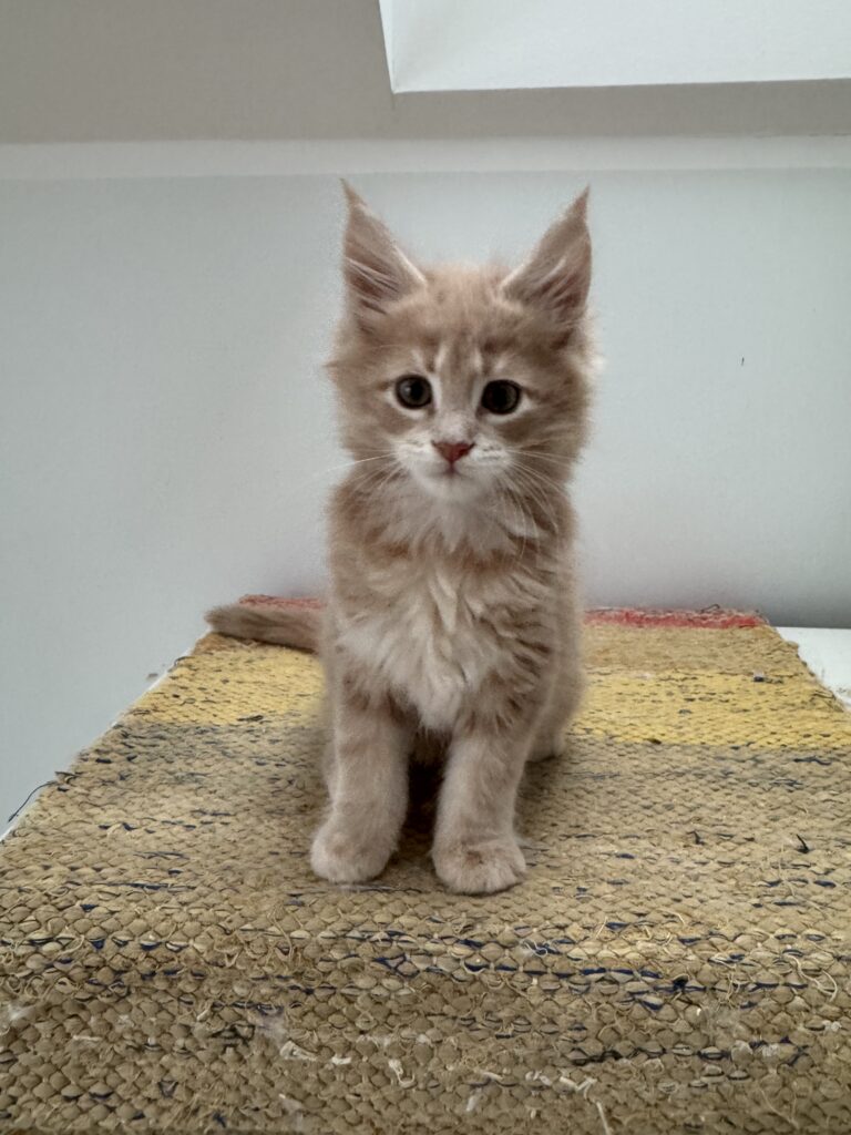 Maine Coon kassipoeg Ubbe - Maine Coon kasvataja Eestis