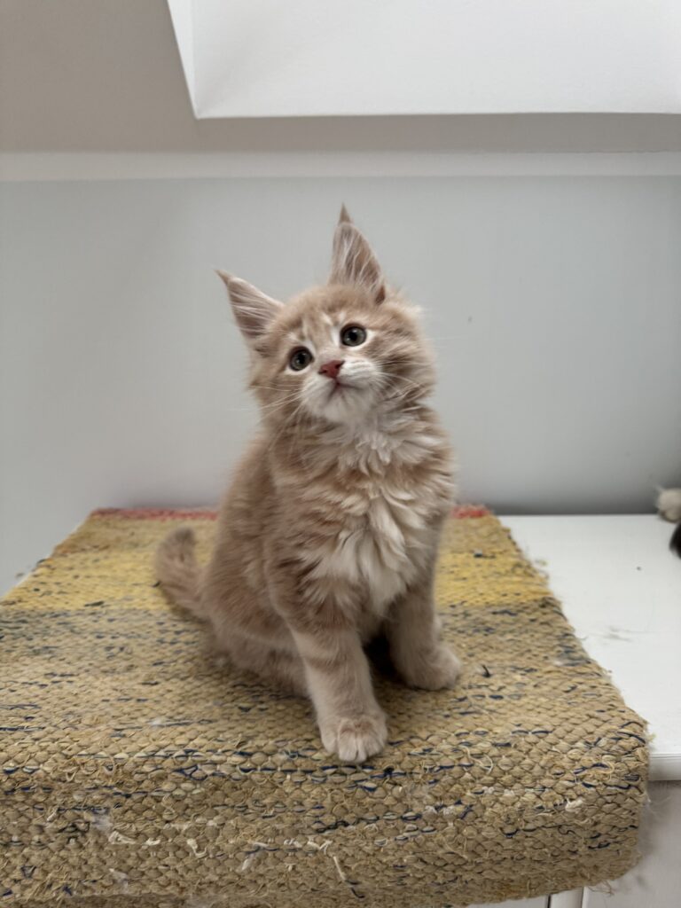 Maine Coon kassipoeg Ubbe - Maine Coon kasvataja Eestis