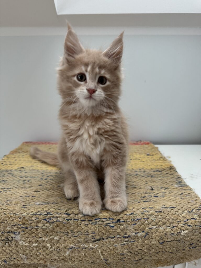 Maine Coon kassipoeg Ubbe - Maine Coon kasvataja Eestis