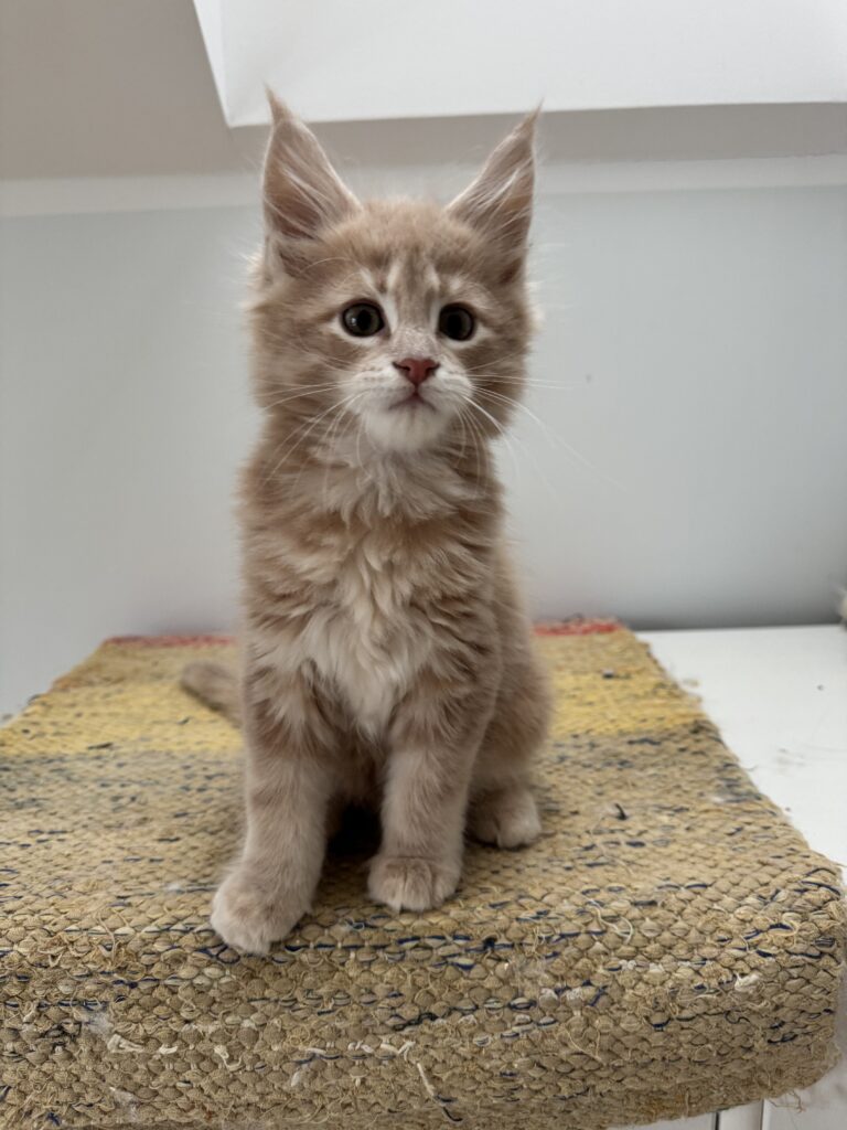 Maine Coon kassipoeg Ubbe - Maine Coon kasvataja Eestis