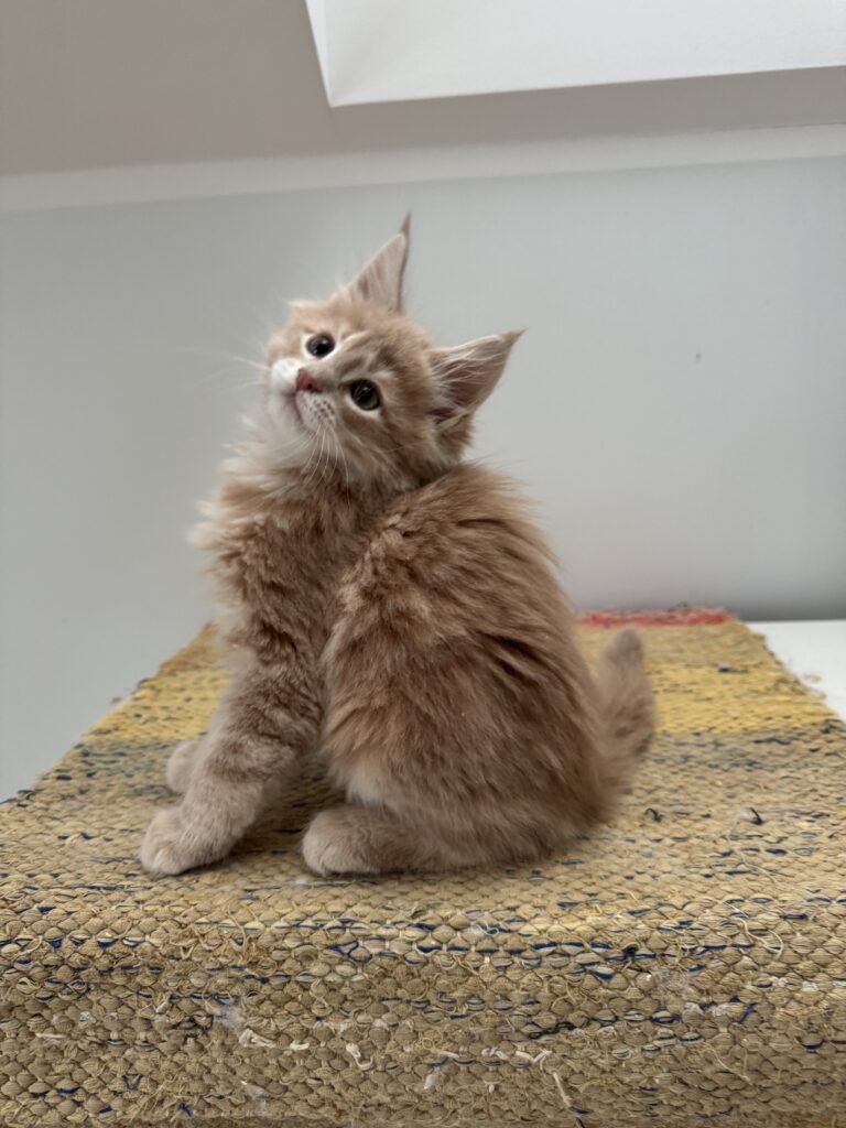 Maine Coon kassipoeg Ubbe - Maine Coon kasvataja Eestis