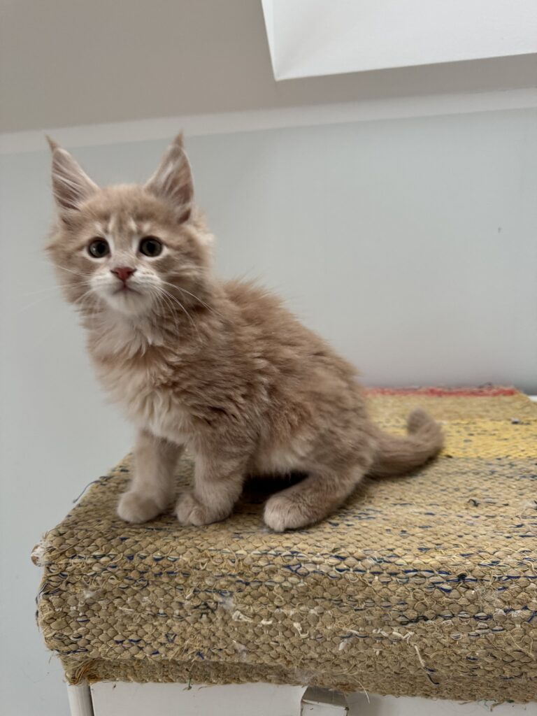 Maine Coon kassipoeg Ubbe - Maine Coon kasvataja Eestis