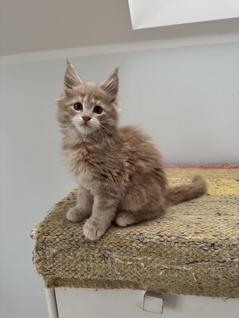 Maine Coon kassipoeg Ubbe - Maine Coon kasvataja Eestis