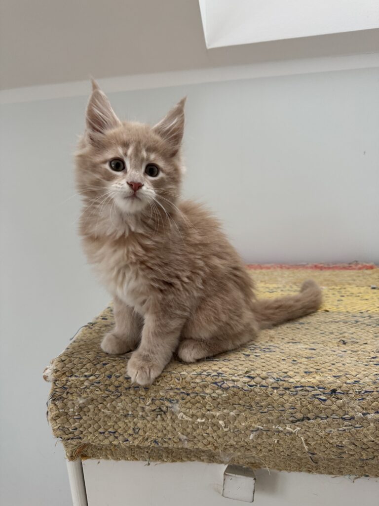 Maine Coon kassipoeg Ubbe - Maine Coon kasvataja Eestis