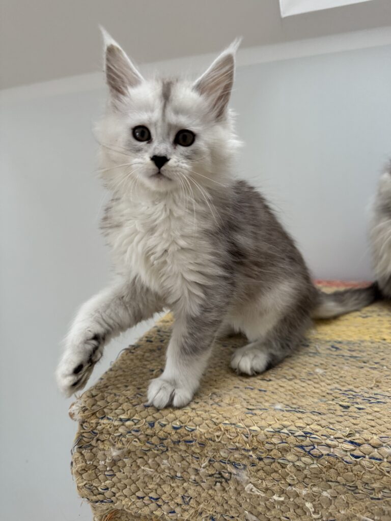 Maine Coon kassipoeg Uma - Maine Coon kasvataja Eestis