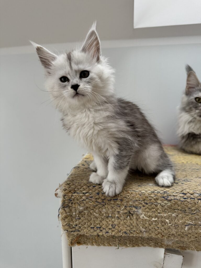 Maine Coon kassipoeg Uma - Maine Coon kasvataja Eestis