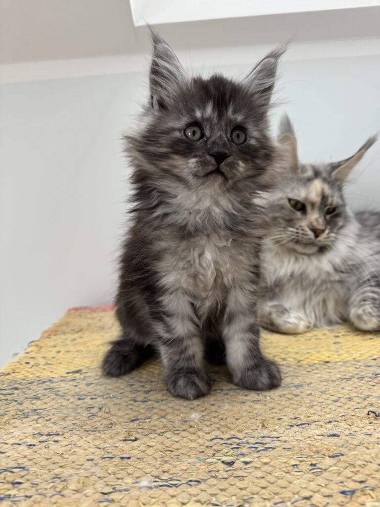 Maine Coon kassipoeg Theodor - Maine Coon kasvataja Eestis