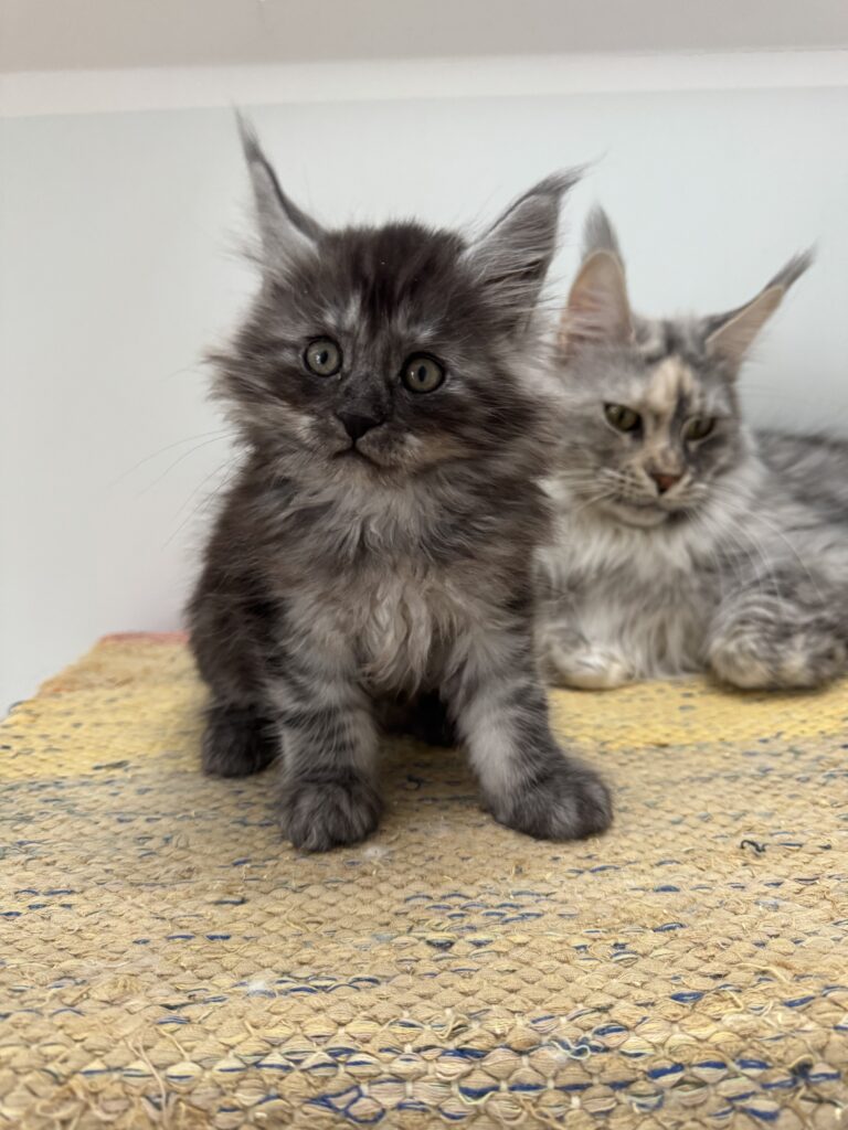 Maine Coon kassipoeg Theodor - Maine Coon kasvataja Eestis