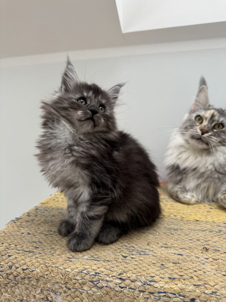 Maine Coon kassipoeg Theodor - Maine Coon kasvataja Eestis
