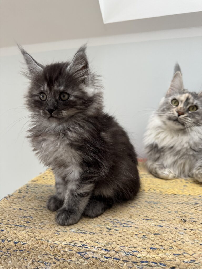 Maine Coon kassipoeg Theodor - Maine Coon kasvataja Eestis