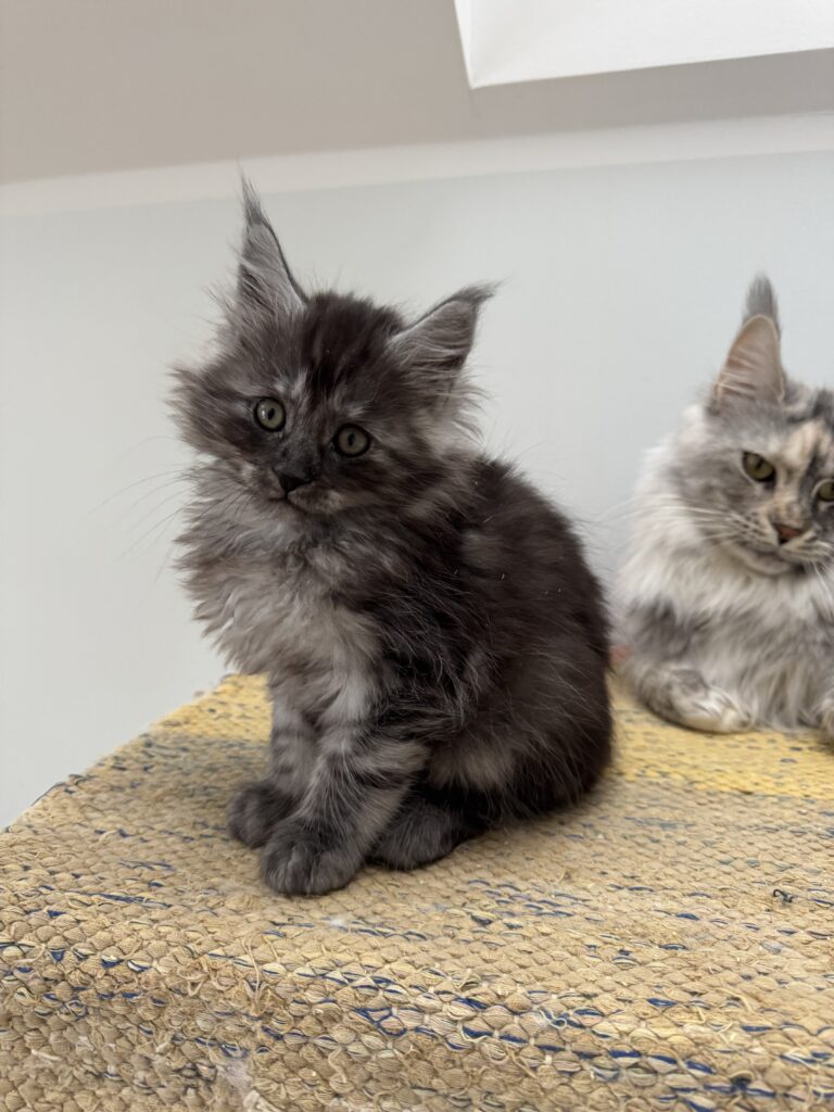 Maine Coon kassipoeg Theodor - Maine Coon kasvataja Eestis