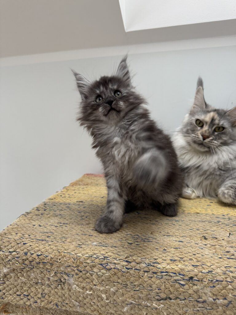 Maine Coon kassipoeg Theodor - Maine Coon kasvataja Eestis