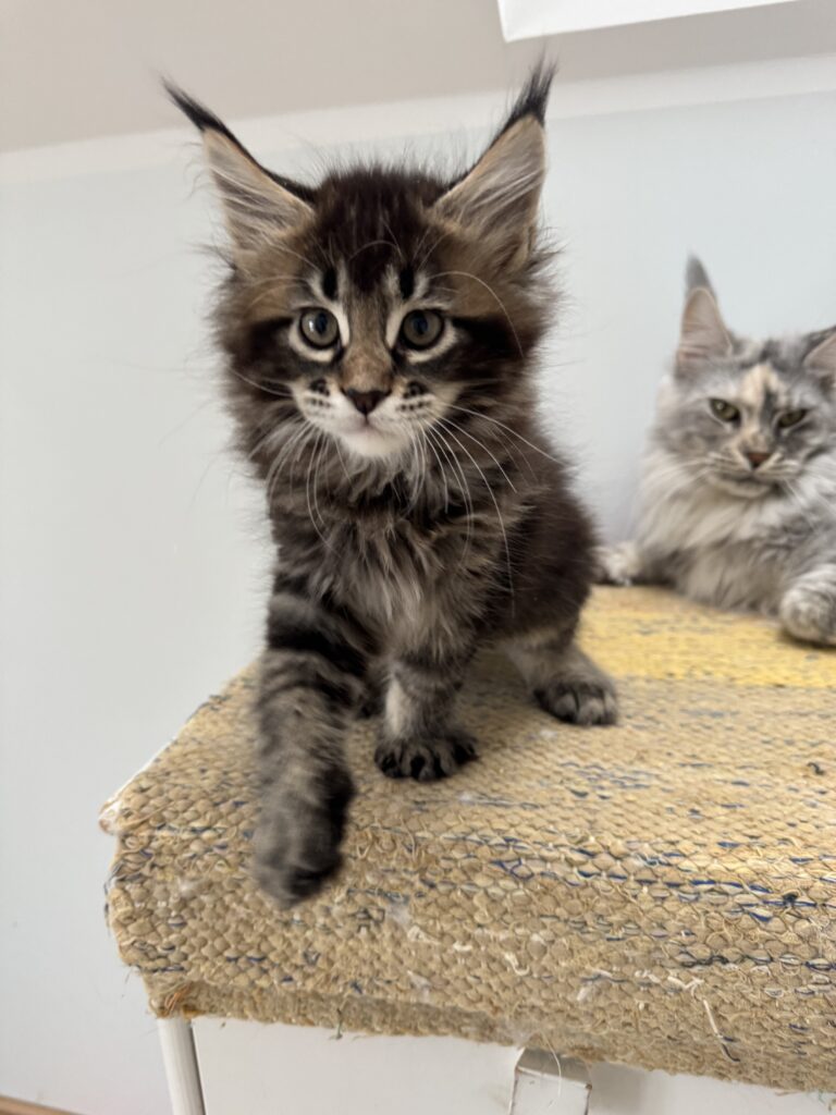 Maine Coon kassipoeg Ulrich - Maine Coon kasvataja Eestis