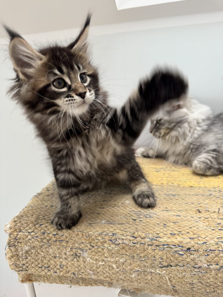 Maine Coon kassipoeg Ulrich - Maine Coon kasvataja Eestis