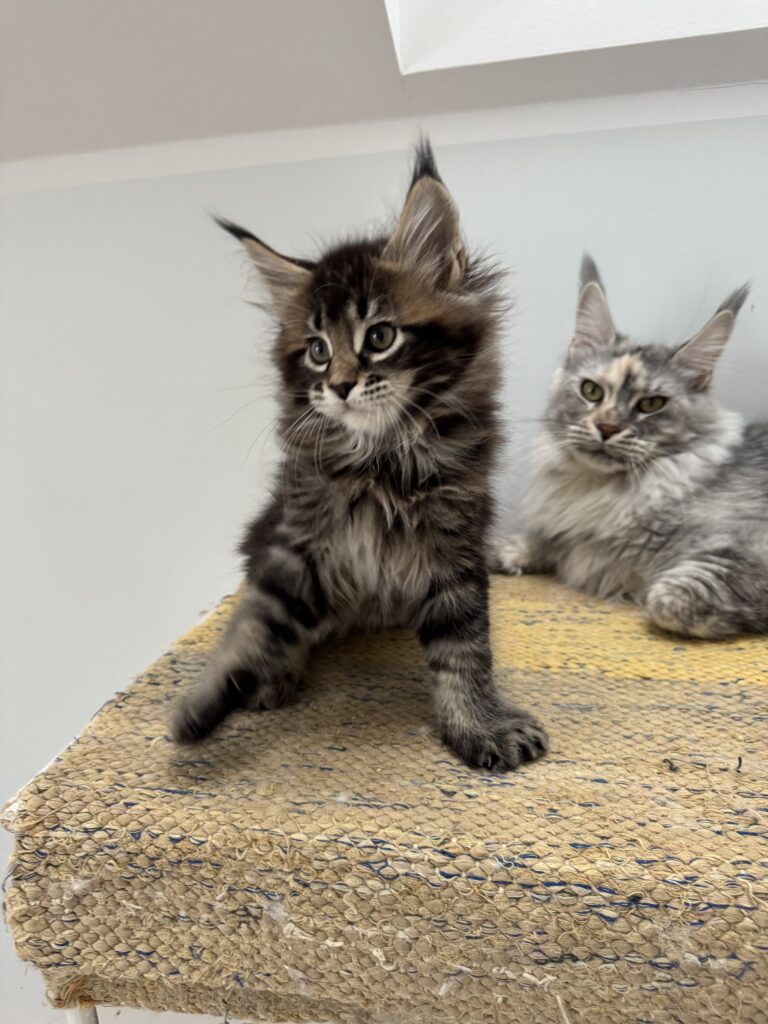 Maine Coon kassipoeg Ulrich - Maine Coon kasvataja Eestis