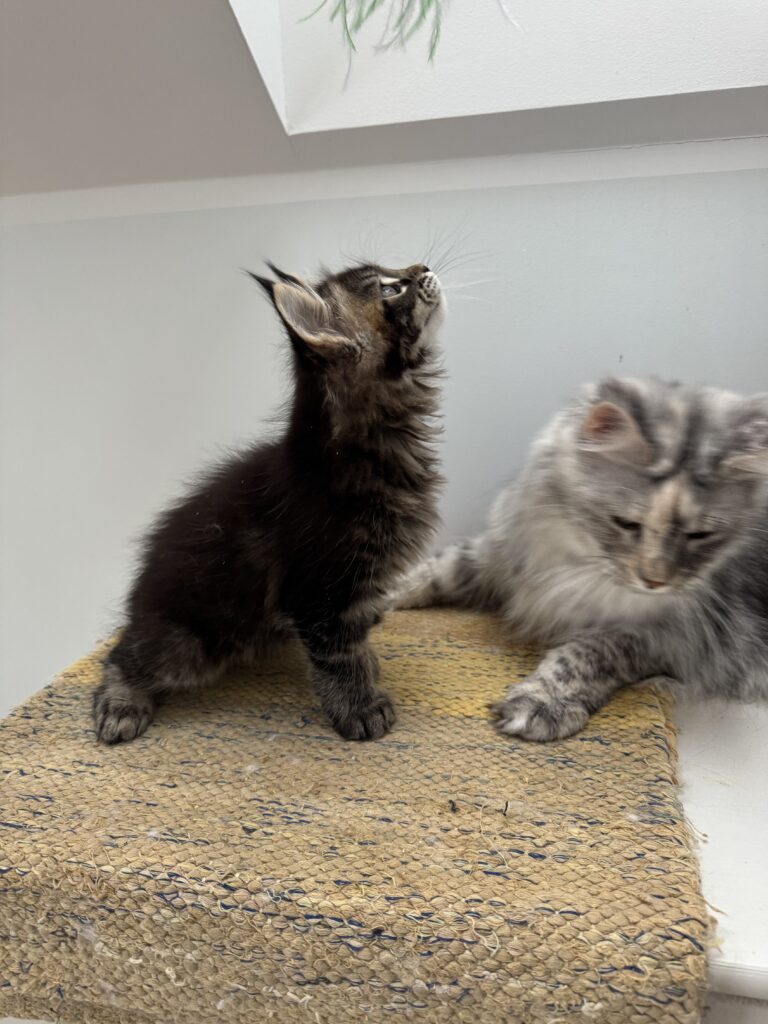 Maine Coon kassipoeg Ulrich - Maine Coon kasvataja Eestis