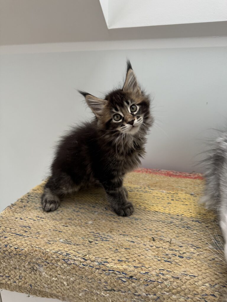 Maine Coon kassipoeg Ulrich - Maine Coon kasvataja Eestis