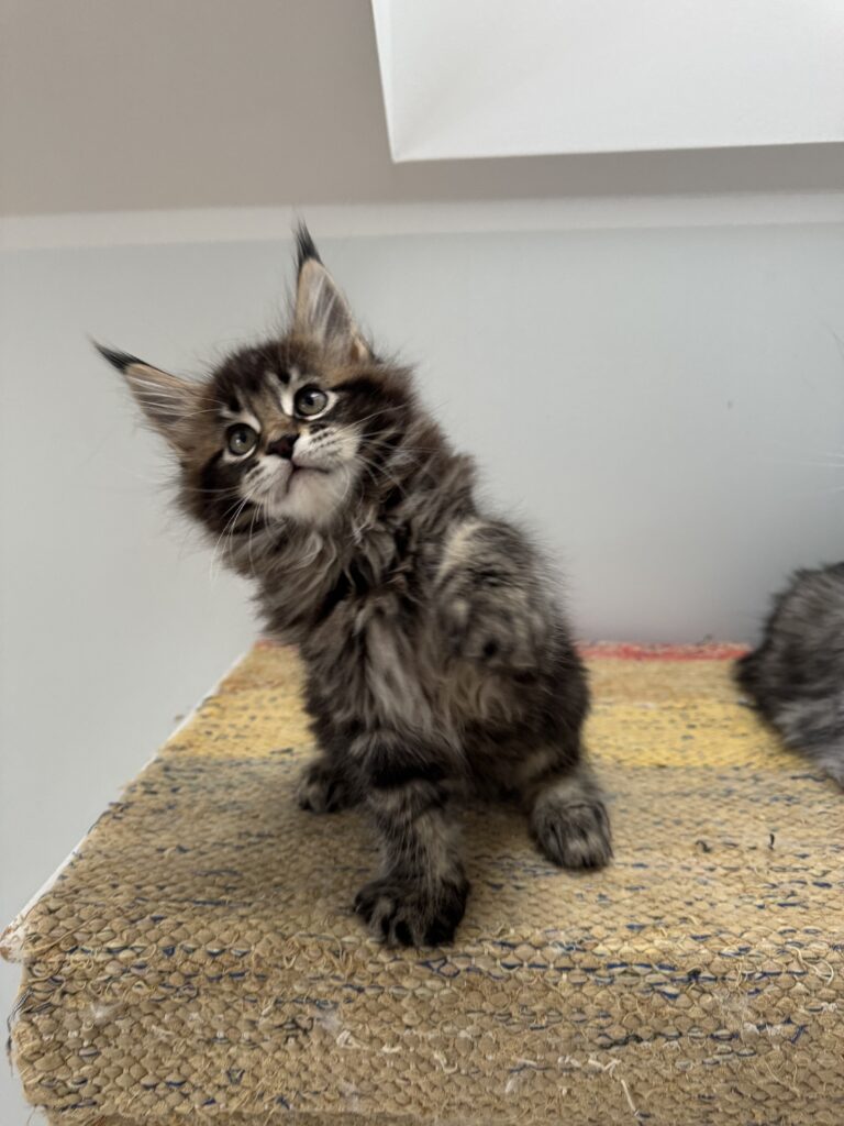 Maine Coon kassipoeg Ulrich - Maine Coon kasvataja Eestis