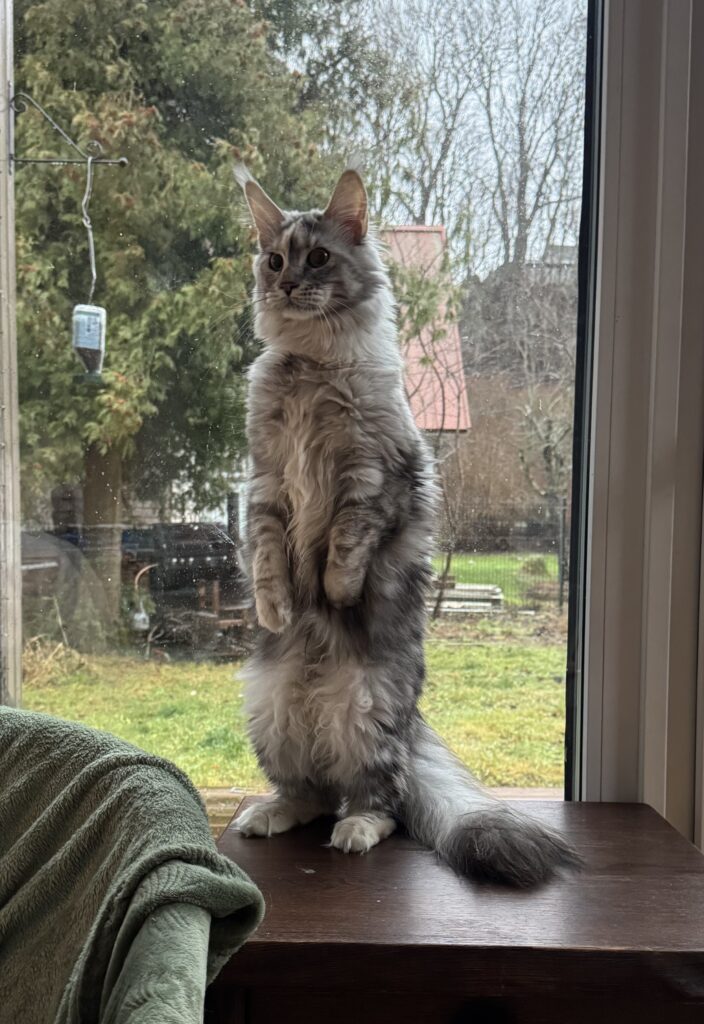 Maine Coon emane kass Olivia Furry Diamony - Maine Coon kasvataja Eestis